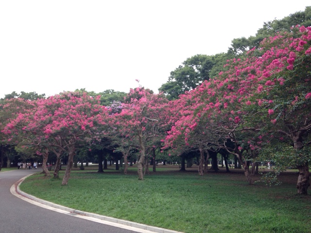 近所の代々木公園