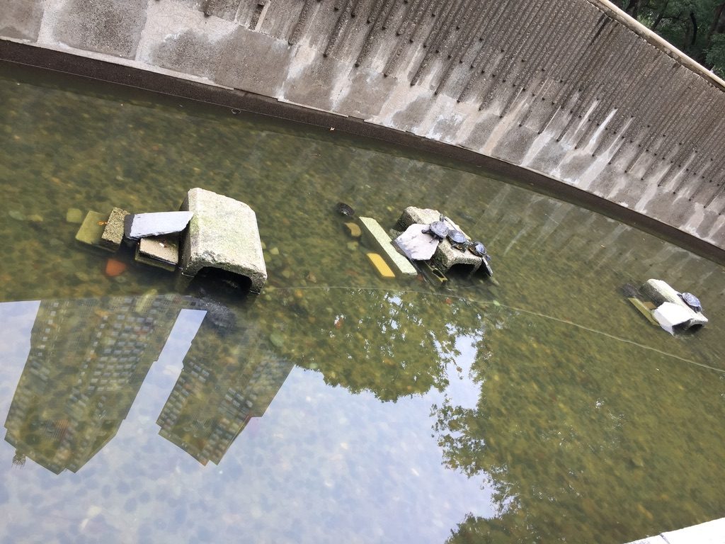 新宿中央公園の亀池と水面に映る都庁